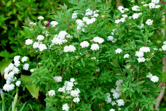 plantes d'extérieur que l'on peut multiplier à partir de boutures