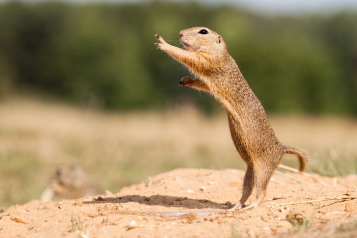 marmotte contre marmotte