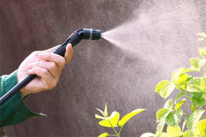 Personne pulvérisant une plante avec de l'eau distribuée par un tuyau d'arrosage.