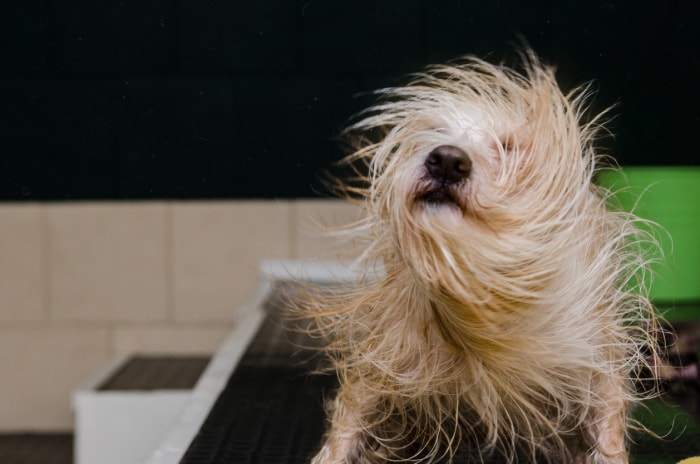 Un petit chien hirsute en train de trembler après un bain dans une station de lavage pour chiens.