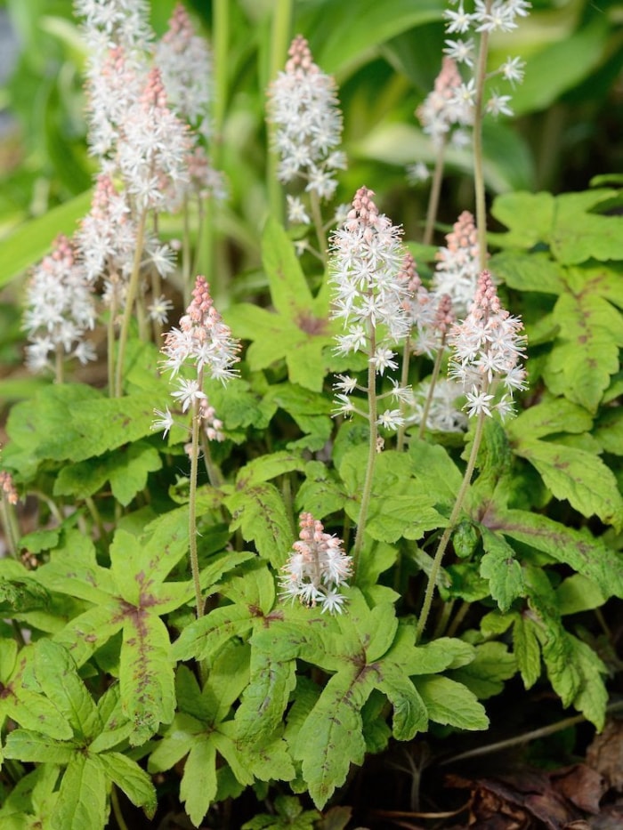 plantes qui aiment l'ombre