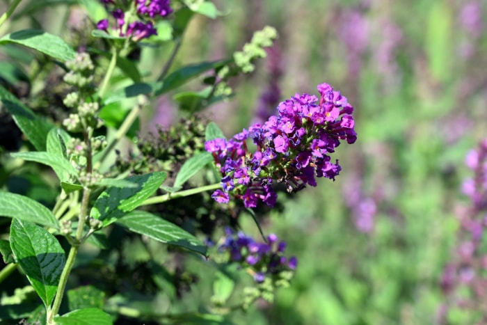 vue rapprochée de longs épis de fleurs violettes de l'arbuste à papillons blue chip avec des feuilles en arrière-plan