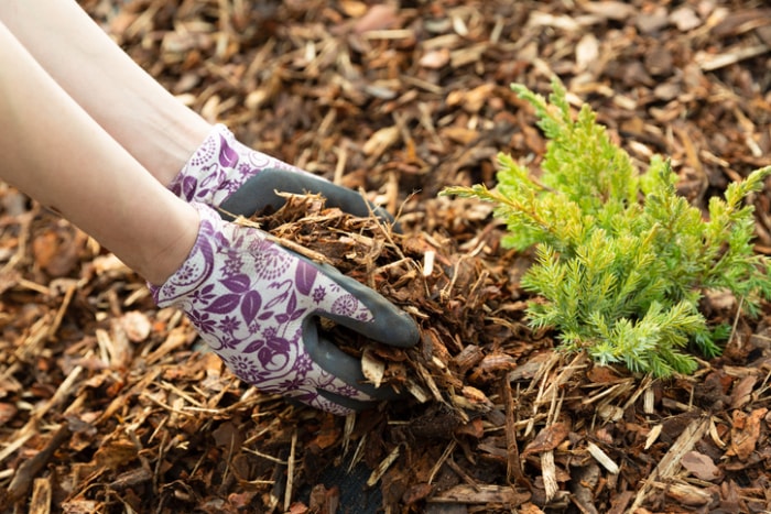 services-d-aménagement-paysagiste-mains-de-femme-tenant-du-paillis-avec-une-plante