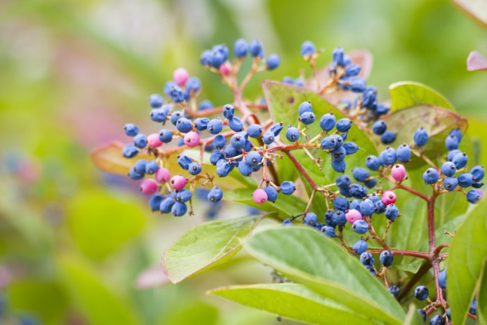 vue rapprochée des baies bleues colorées de la viorne de Winterthur