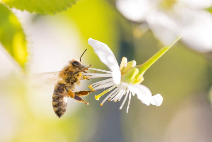 Abeille sur une fleur blanche