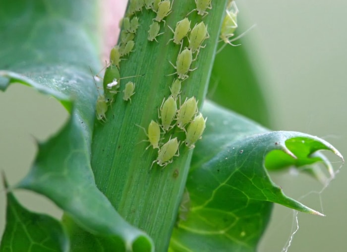 10 problèmes courants dans le jardin et comment les résoudre