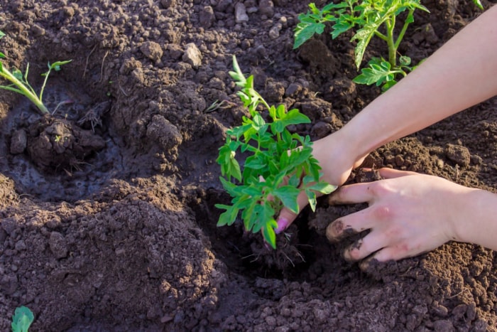 les erreurs de jardinage qui tuent vos plantes - mains plantant des plants de tomates