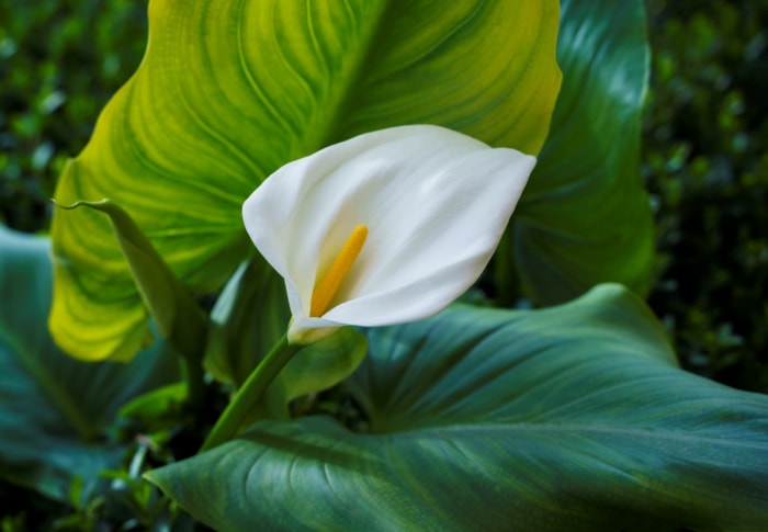 Une seule fleur de Calla Lily.