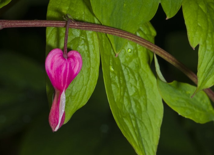 plantes qui aiment l'ombre