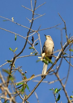 Comment attirer les oiseaux - Oiseau moqueur