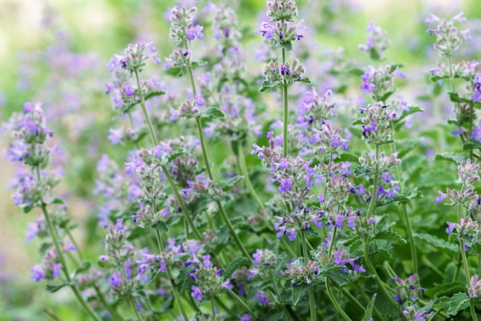 Fleurs de menthe des champs