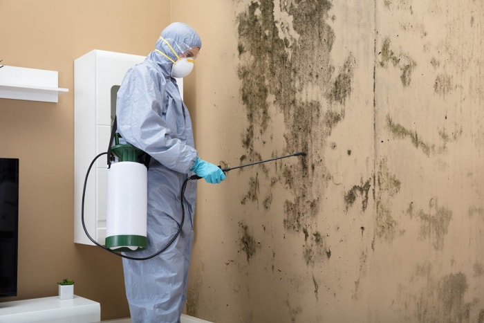 Un inspecteur en costume traite un mur moisi.