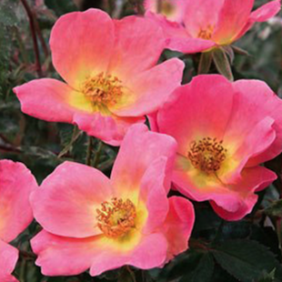 Roses : 11 variétés sensationnelles à considérer