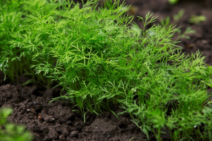 Plants d'aneth poussant en ligne dans un sol sombre.