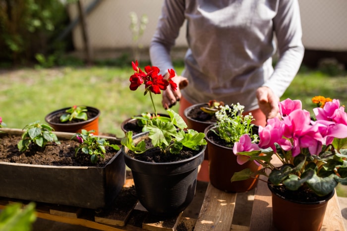 iStock-1221999299 Faire revivre les plantes hivernées Une femme place des plantes à l'extérieur