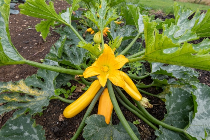 Une grande fleur de courge et une courge jaune sur un plant de légumes.