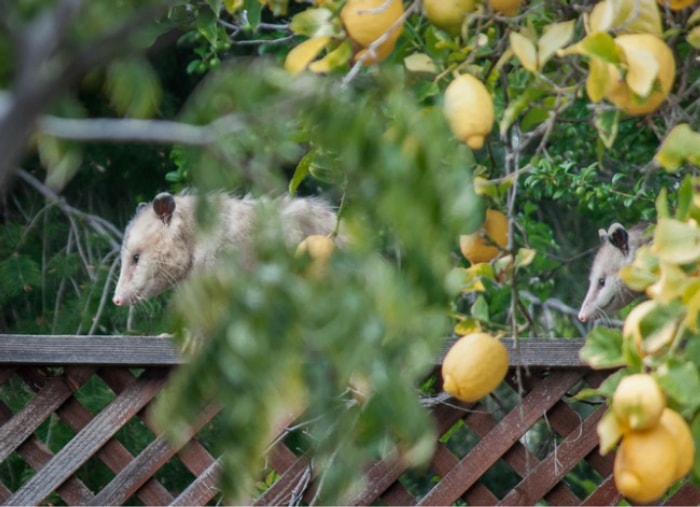 Les opossums mangent des tiques