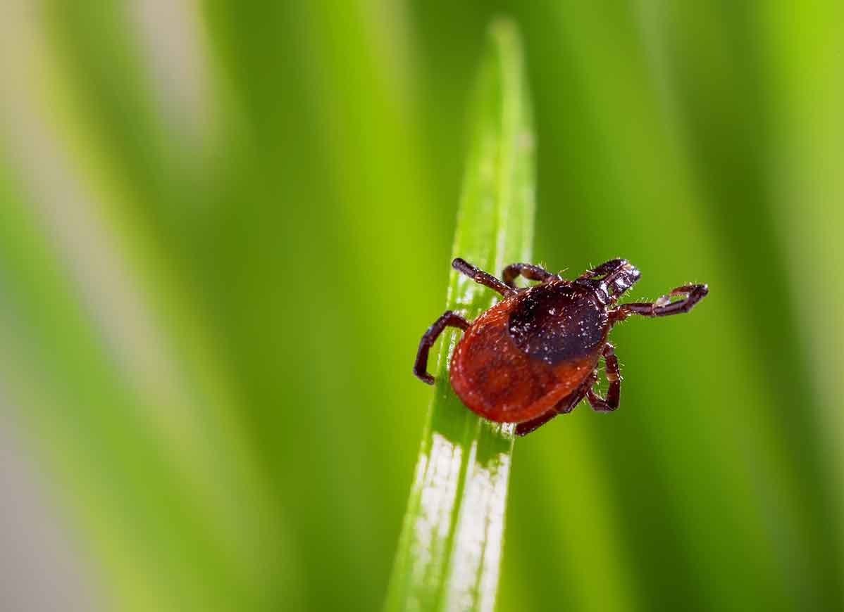 Voici les insectes les plus dangereux d'Amérique