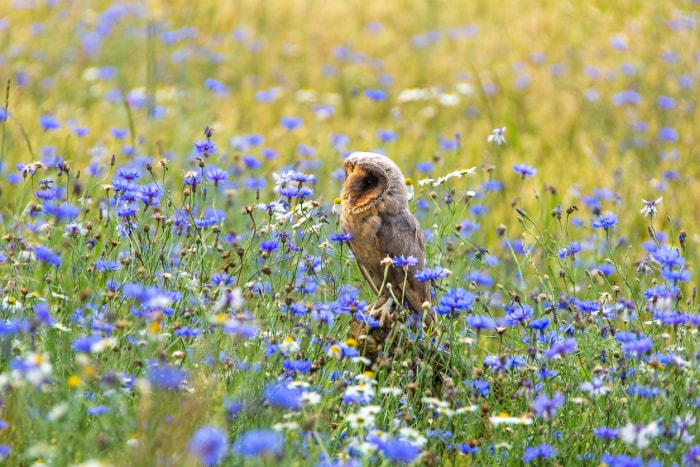 La chouette effraie est assise dans un champ de maïs entre des bleuets.