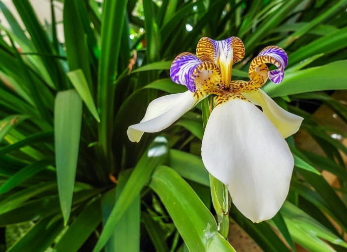 14 des plantes d'intérieur à la croissance la plus rapide pour un jardin d'intérieur presque instantané