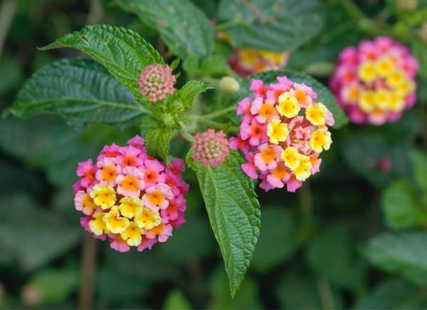 Le lantana fleurit en grappes de fleurs roses, roses foncées, jaunes et orange.