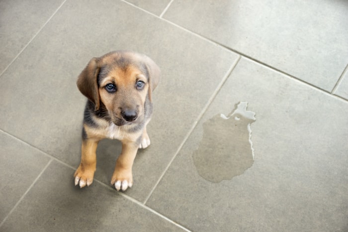 Petit chiot à côté d'un accident sur le sol.