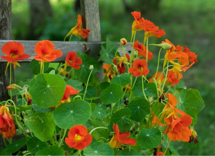 10 plantes grimpantes faciles à contrôler