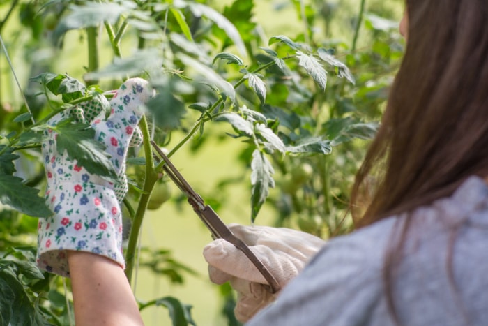 Femme taillant un plant de tomates