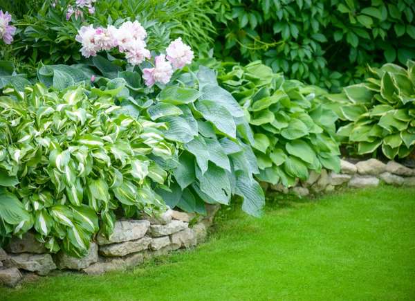 Une variété d'hostas poussant dans un lit de jardin avec une bordure en pierre.