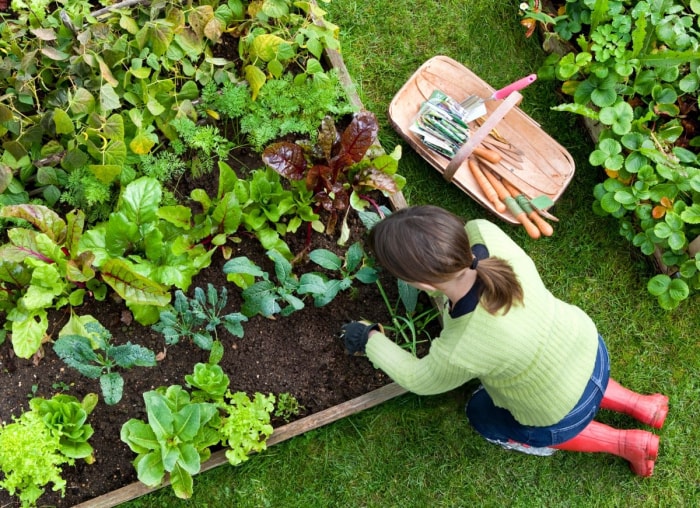 11 plantes que vous ne devriez jamais planter à l'intérieur