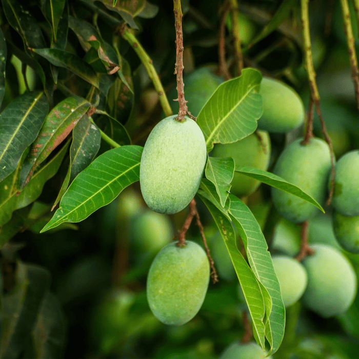 Gros plan sur le fruit d'un manguier en copropriété.