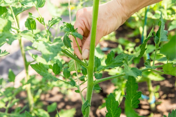 Personne arrachant un surgeon d'un plant de tomates.