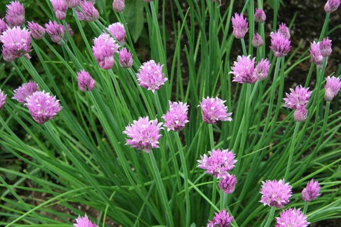 Ciboulette sauvage poussant en plein air avec des fleurs roses.