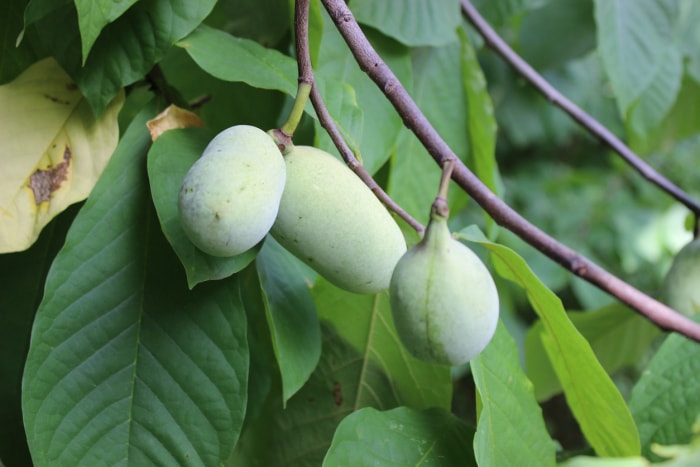 Trois papayes poussant sur une branche.