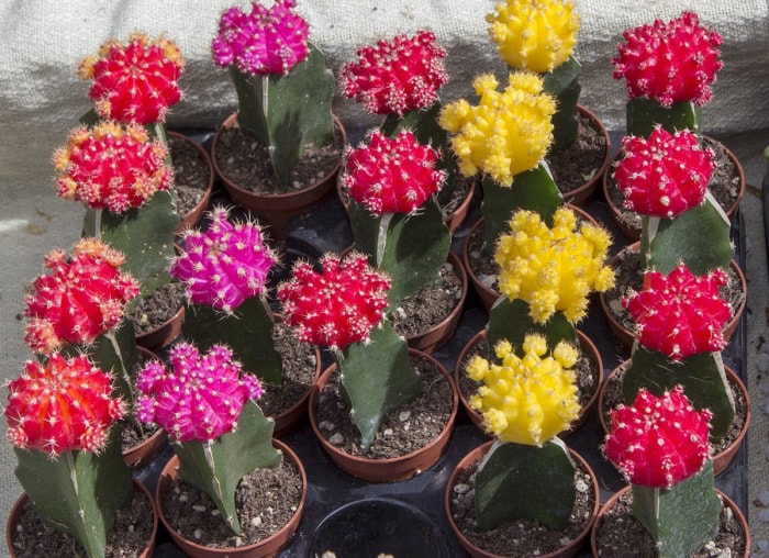 13 types de cactus que vous pouvez cultiver à la maison