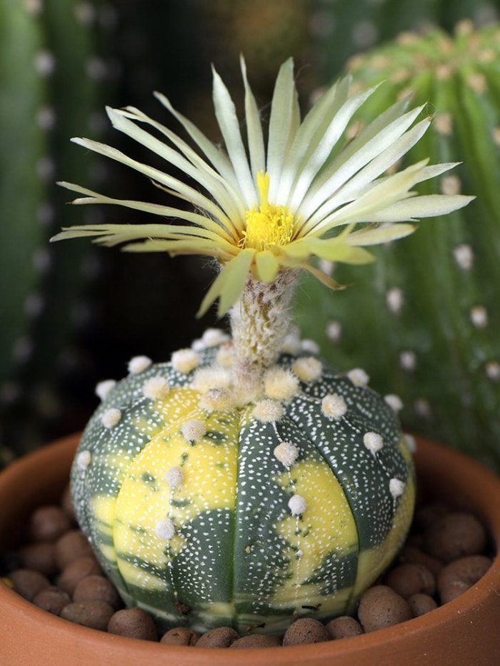 13 types de cactus que vous pouvez cultiver à la maison