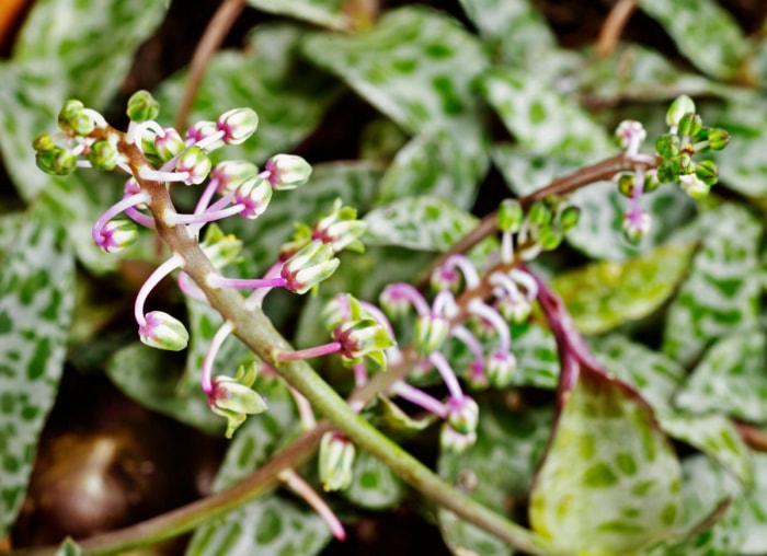 14 des plantes d'intérieur à la croissance la plus rapide pour un jardin d'intérieur presque instantané