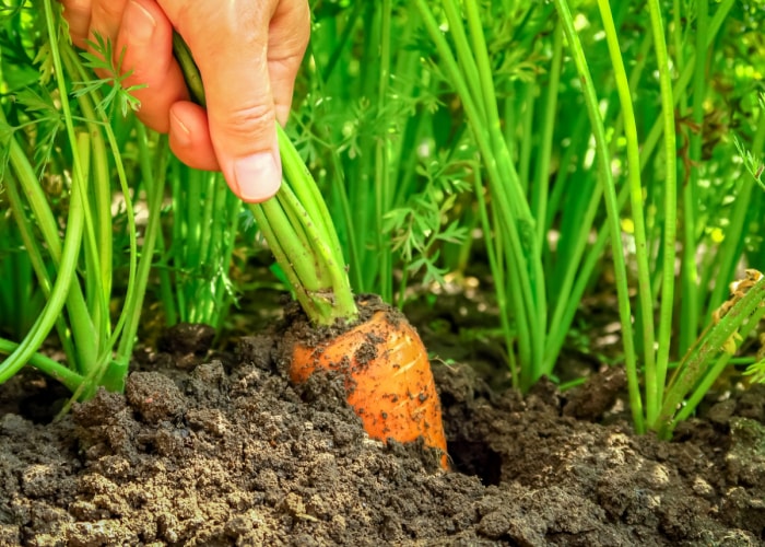 Une main tirant une carotte du jardin.