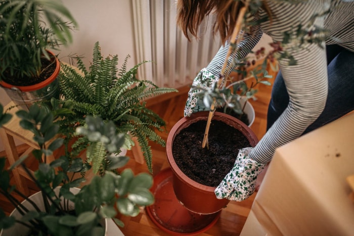 14 des plantes d'intérieur à la croissance la plus rapide pour un jardin d'intérieur presque instantané