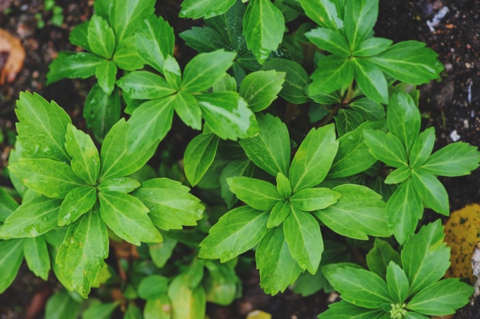 Plantes vertes comme couvre-sol