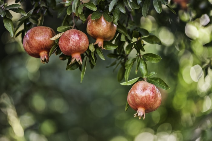 Plusieurs grenades poussant sur un arbre.