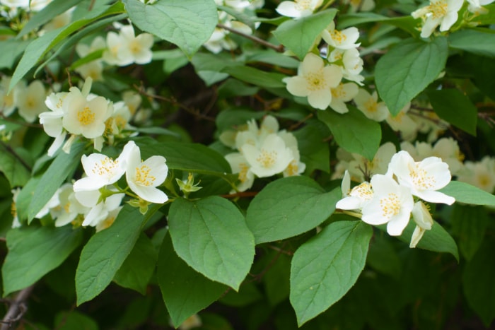 plantes d'extérieur que l'on peut multiplier à partir de boutures