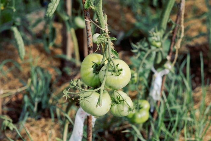 Plante de tomate verte avec peu de feuilles pour la protéger de l'exposition au soleil.