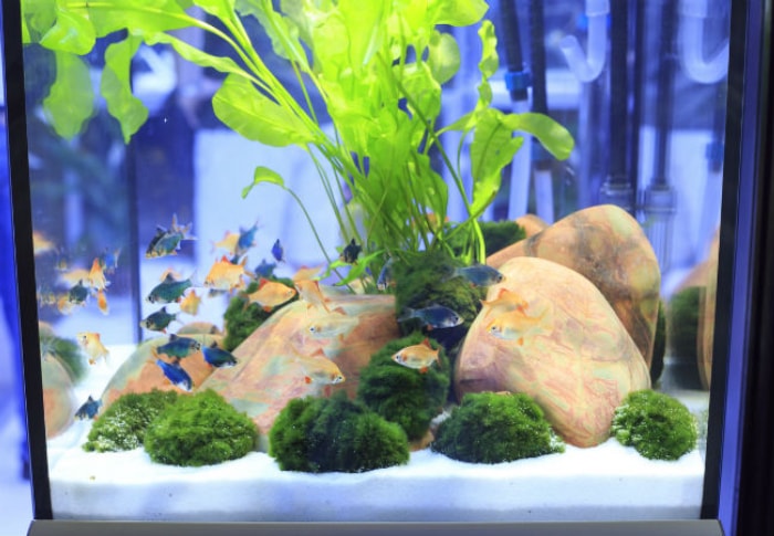 Comment nettoyer un aquarium en 6 étapes faciles