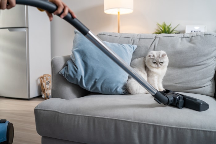 9 choses que vous ne devriez jamais passer l'aspirateur sur un chat sur le canapé en regardant l'aspirateur