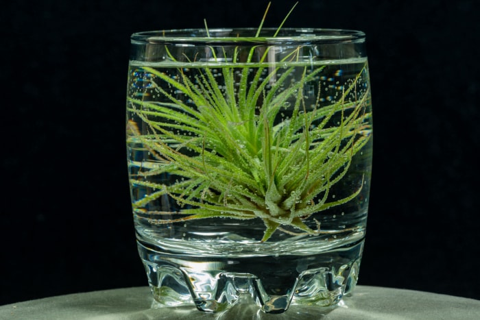 Plante aérienne Tillandsia sur un pot d'eau, sur fond noir isolé