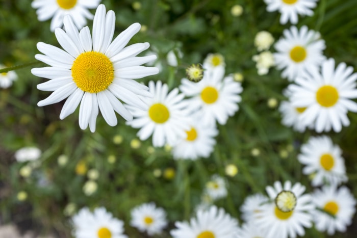 Marguerites