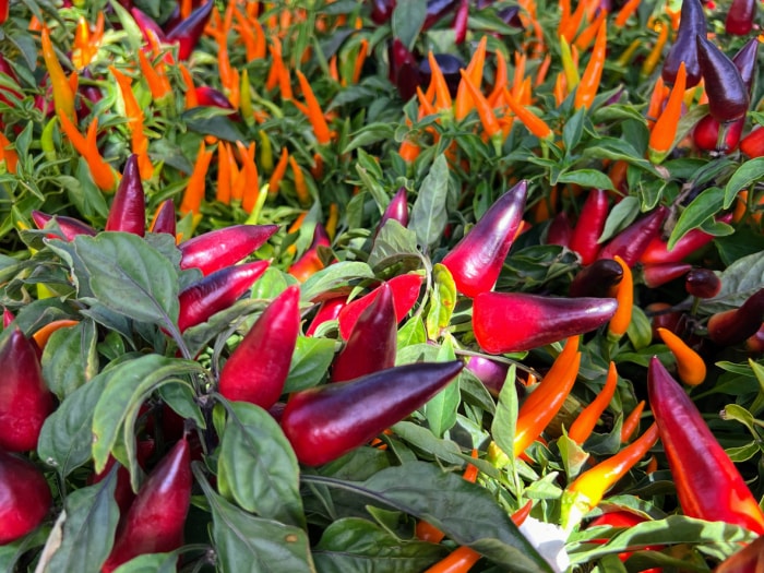 parcelle de poivrons ornementaux orange, rouges et violets parmi les feuilles vertes