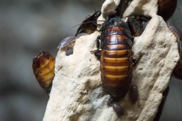 Insectes qui ressemblent à des cafards