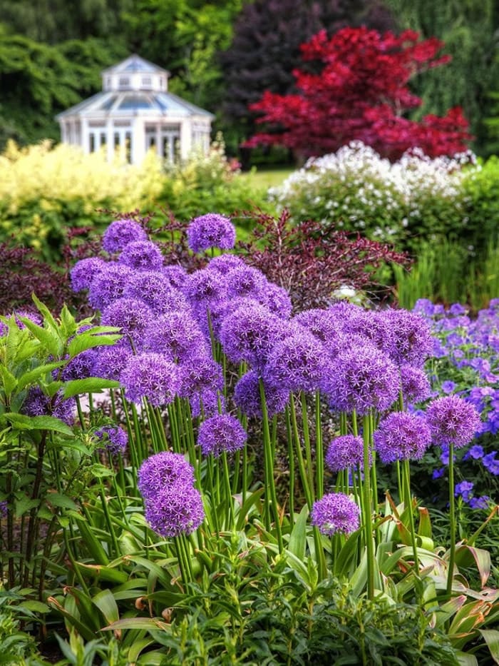 Les 15 meilleures fleurs pour les jardiniers débutants